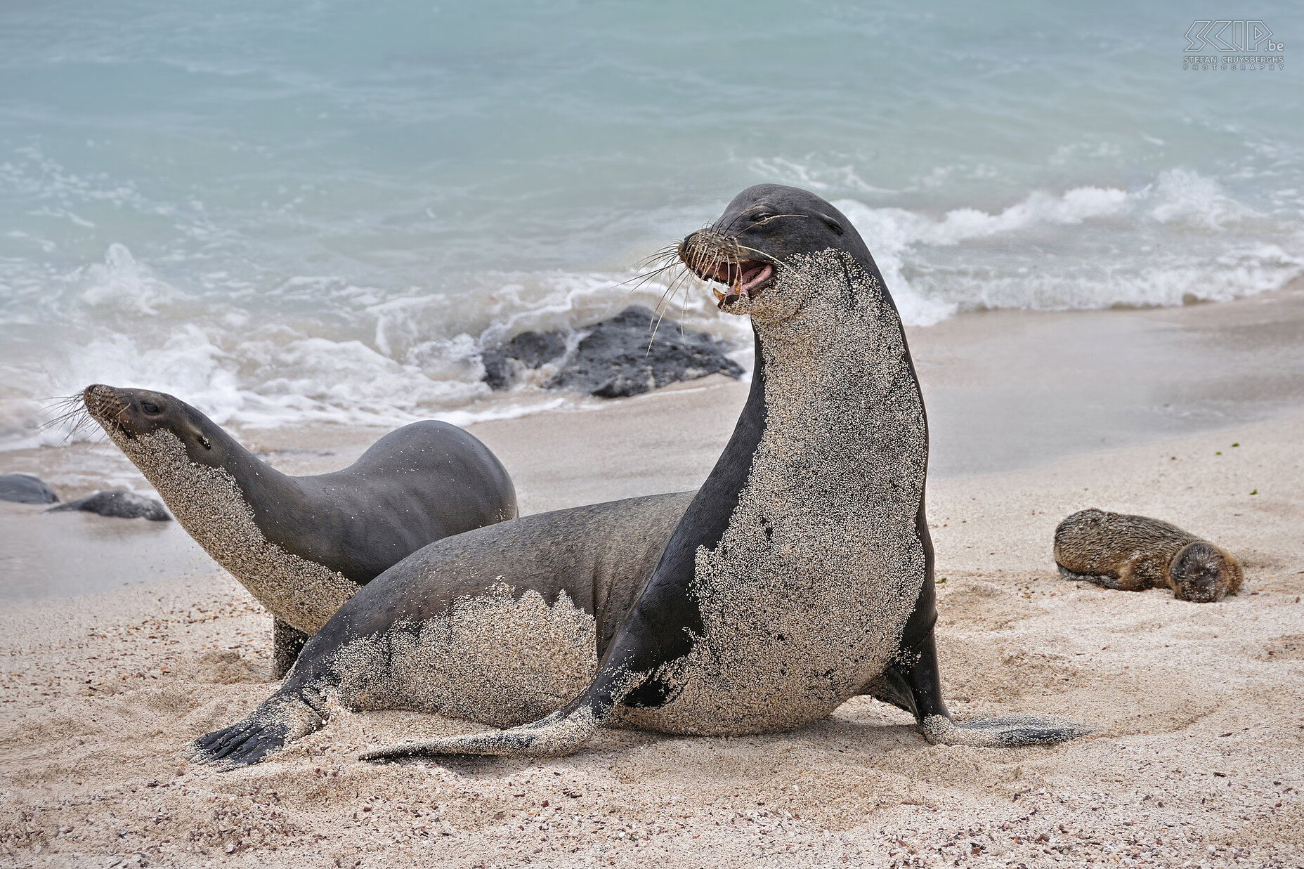 Galapagos - San Cristobal - Playa Carola - Zeeleeuwen Een actieve mannetjes zeeleeuw die zijn harem van vrouwtjes en jongen wil beschermen op een strand op van het eiland San Cristobal. Stefan Cruysberghs